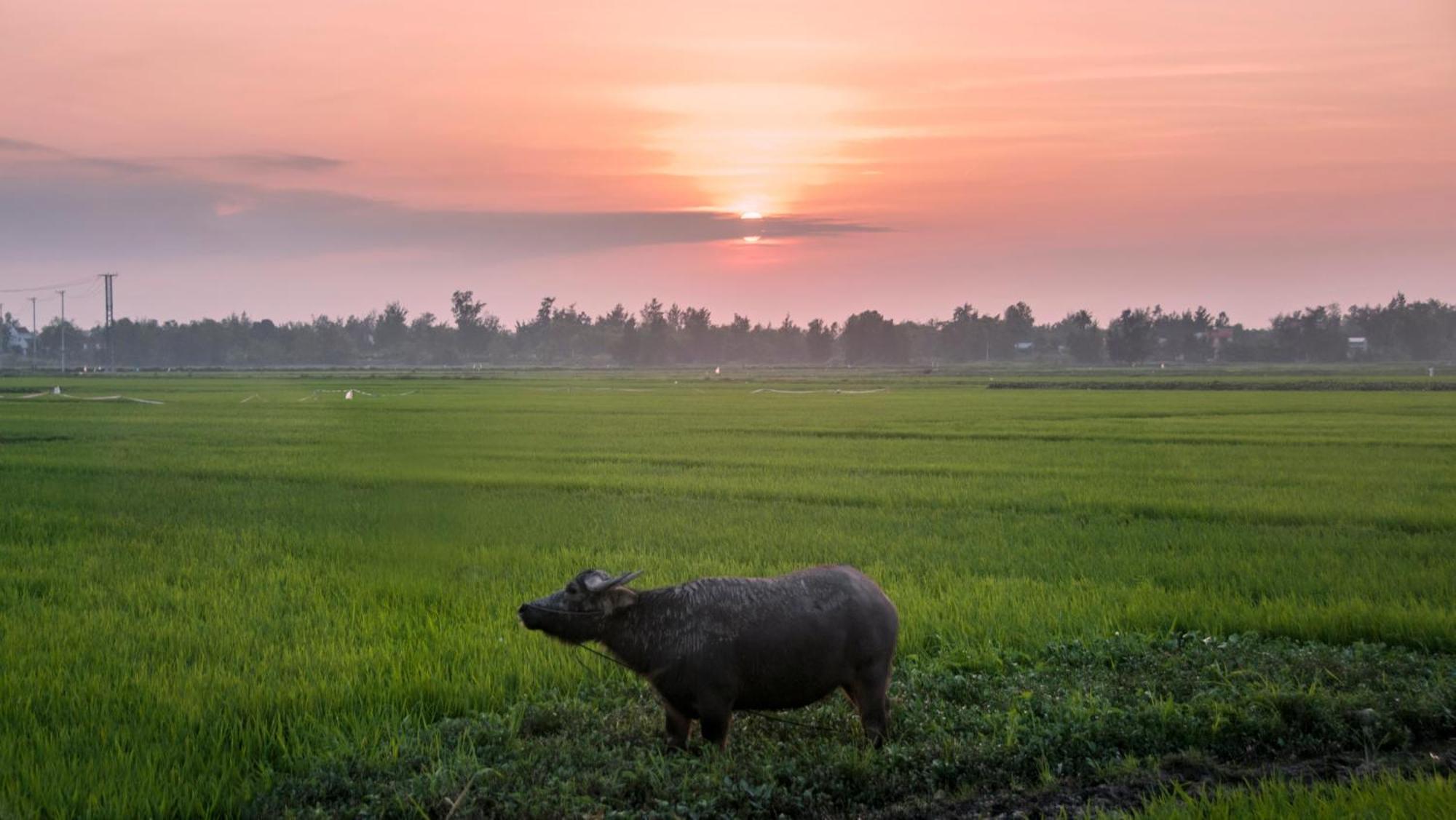 The Linh Hoi An 빌라 외부 사진